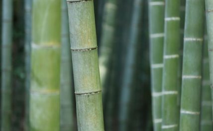 site de rencontre bamboo